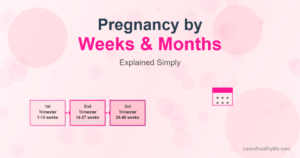Pregnancy by weeks and months chart displaying first, second, and third trimester timeline from 1-40 weeks